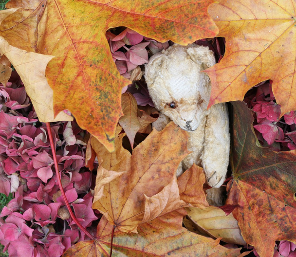 Винтажный плюшевый медведь среди осенних листьев
 - Фото, изображение