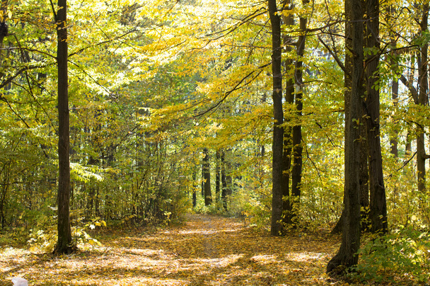 δέντρα με τα φύλλα πράσινο και κίτρινο - Φωτογραφία, εικόνα