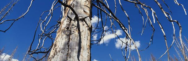 birch branches on a background of blue sky - Photo, Image
