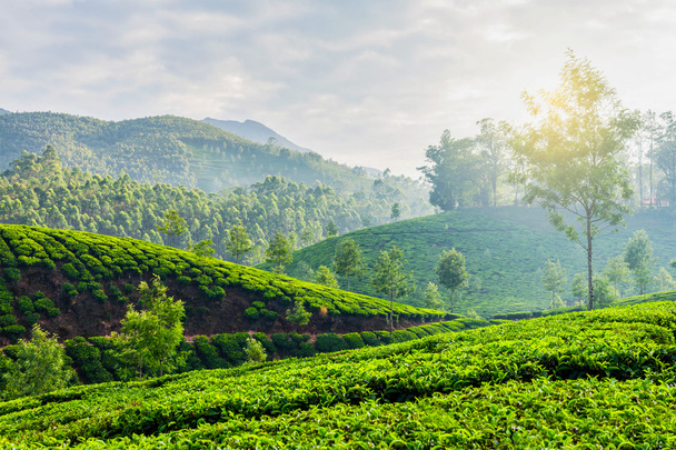 Zöld tea ültetvények Munnar, Kerala, India - Fotó, kép