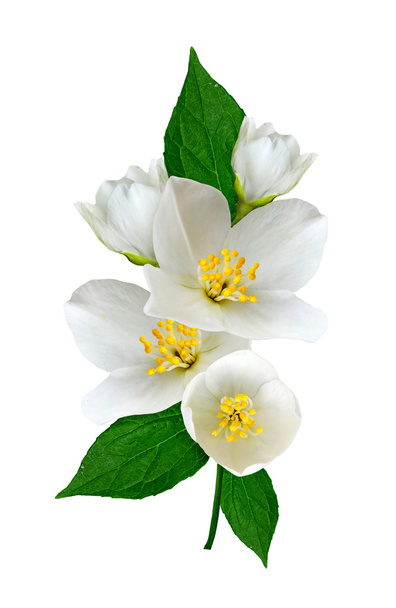 Flor blanca jazmín aislada sobre fondo blanco - Foto, imagen