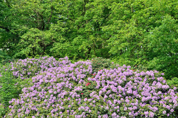 Violet rhododendrons - Photo, Image