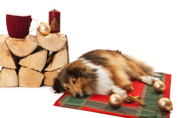 Собака спить з різдвяними прикрасами
 - Фото, зображення
