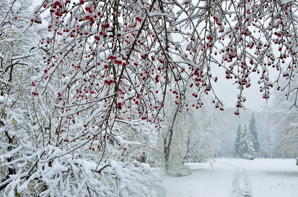 Lumisade kaupungin puistossa - Talven tausta
 - Valokuva, kuva