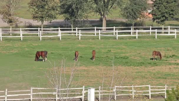 Pferde und Fohlen grasen im Gehege - Filmmaterial, Video
