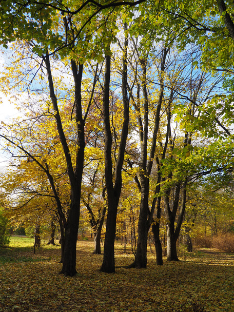 park in autumn - Zdjęcie, obraz