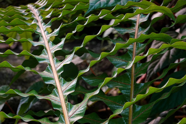 Curve of green leaves make an amazing variation - Photo, Image