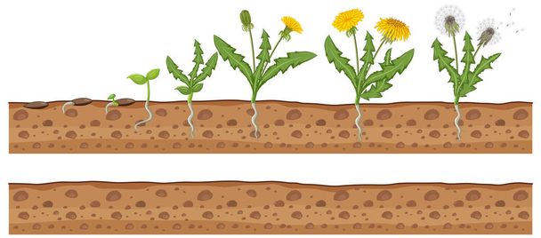 Set of dandelion life cycle illustration - Vector, Image