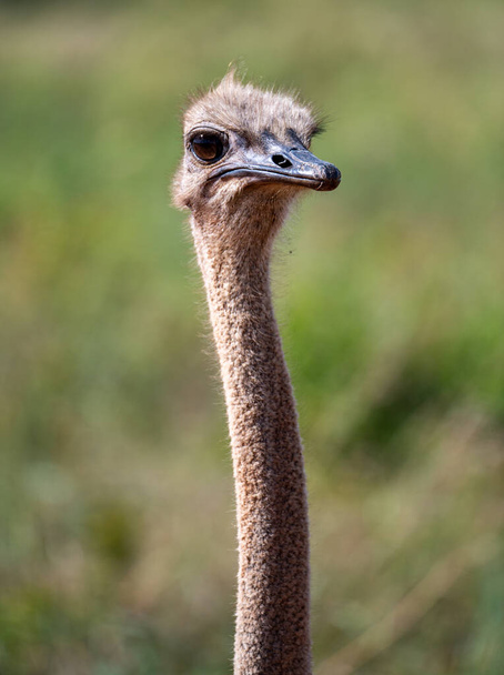 Ostrich portrait.  Photographed in South Africa. - 写真・画像