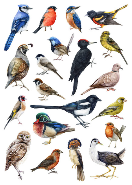 Erdei madarak akvarell illusztráció készlet. Kézzel rajzolt reális madárgyűjtemény. Harkály, bagoly, veréb, csirke, szarka, galamb, királyhalász, kacsa, bikapinty elemek. Erdő madár nagy gyűjtemény - Fotó, kép