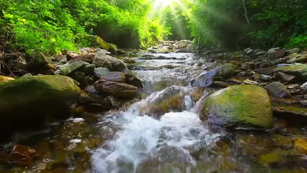 horský potok v lese - Záběry, video