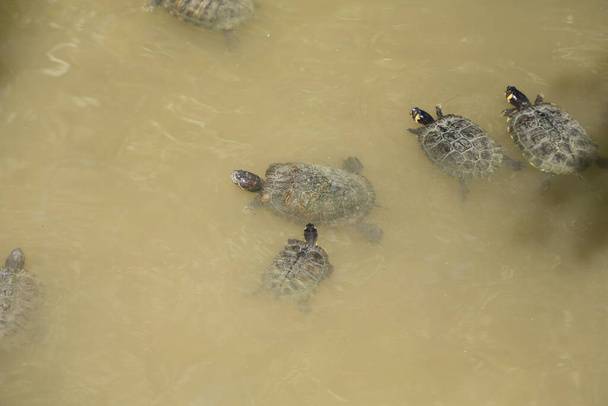 ομάδα trachemys scripta χελώνα scripta στη λίμνη. Υψηλής ποιότητας φωτογραφία - Φωτογραφία, εικόνα
