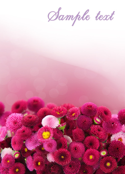 Розовая маргаритка
 - Фото, изображение