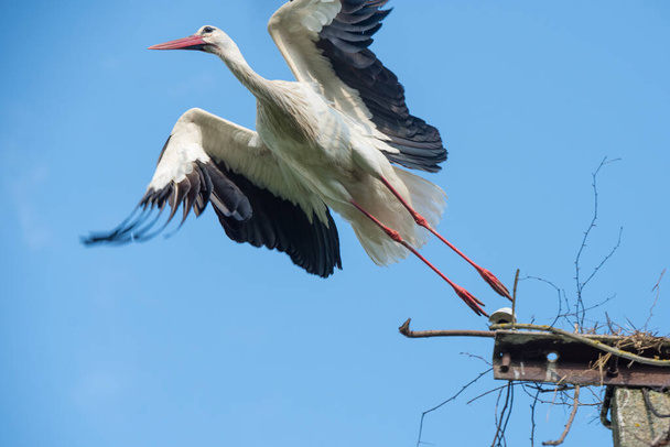 White stork in flight against a blue sky. - Photo, Image