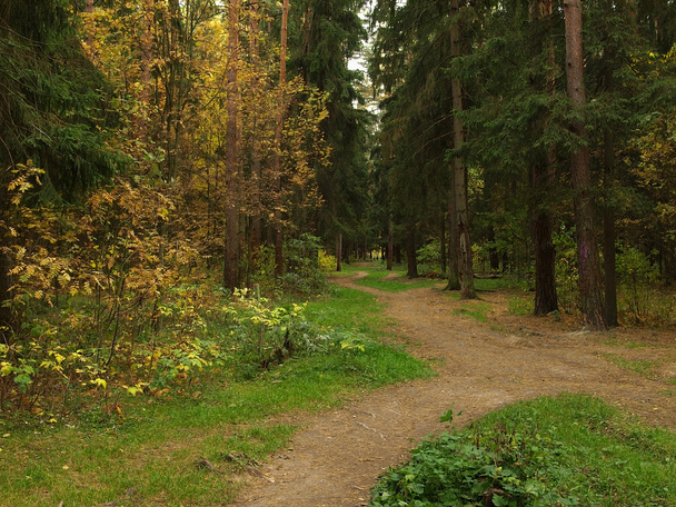 Wood in the autumn - Valokuva, kuva