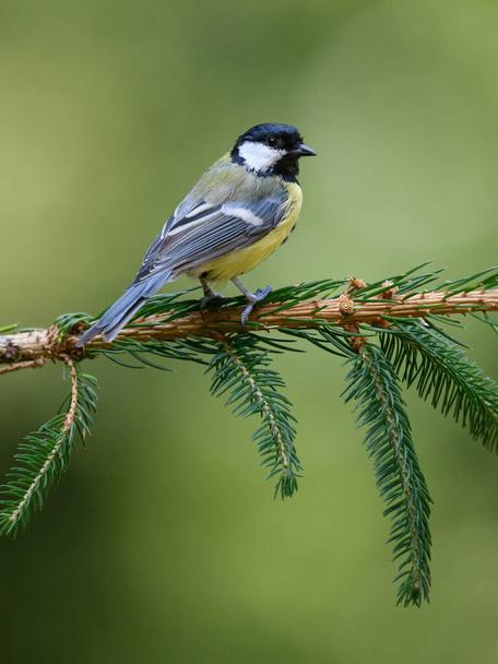 自然界の美しい鳥の風景 - 写真・画像