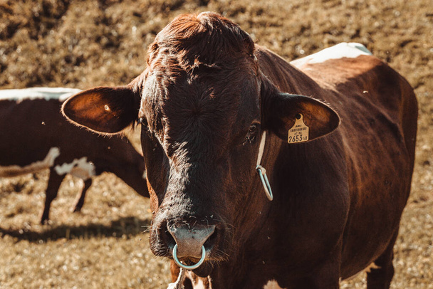 cow in the pasture - Valokuva, kuva