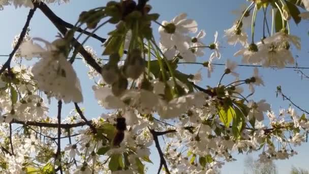 果物の木、桜の花と桜の花を桜の花が青い空を介して太陽蜂花の周りを飛んで - 映像、動画