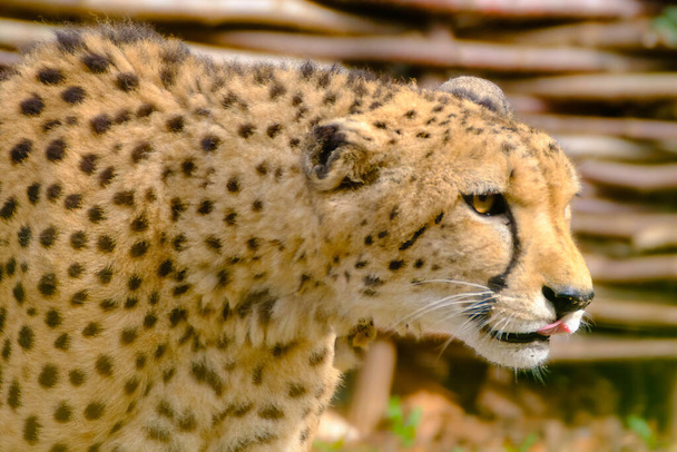 leopard in the zoo - Φωτογραφία, εικόνα