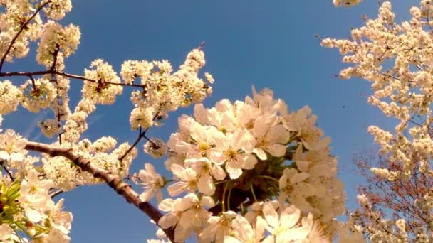 果物の木、桜の花と桜の花を桜の花が青い空を介して太陽蜂花の周りを飛んで - 映像、動画