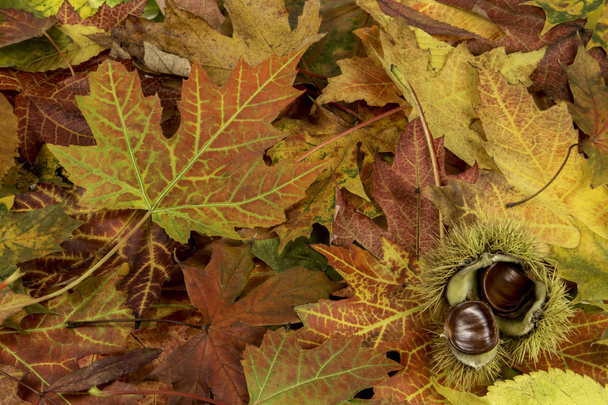 Düşen sonbahar yaprakları ve che ile parlak ve renkli arka plan - Fotoğraf, Görsel