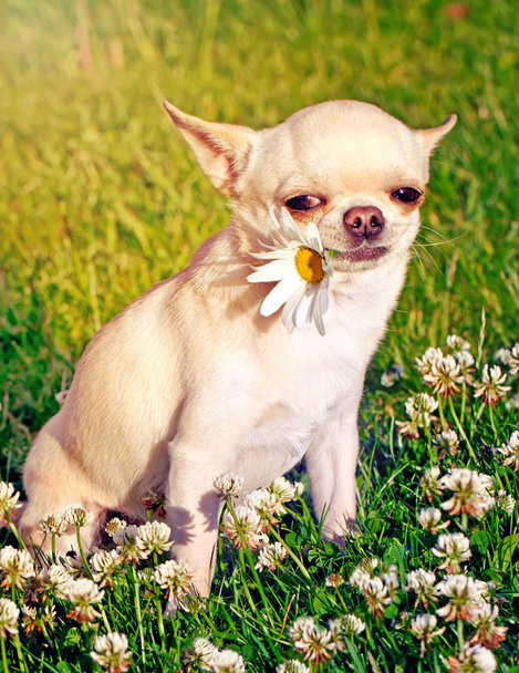 Dog holding camomile - Foto, imagen