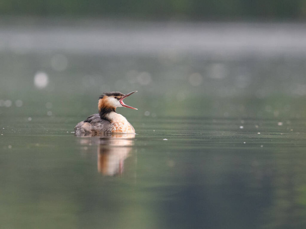 beautiful bird in the lake - Photo, Image
