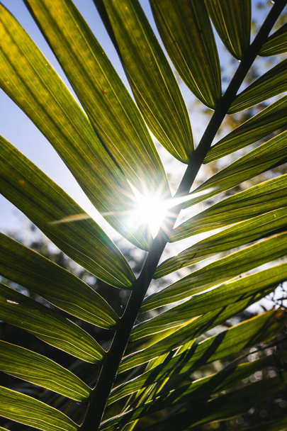 close-up of Majesty palm frond (Ravenea rivularis) outdoor in sunny backyard with sun flare shot at shallow depth of field - Foto, Bild