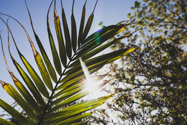 close-up of Majesty palm frond (Ravenea rivularis) outdoor in sunny backyard with sun flare shot at shallow depth of field - Photo, image