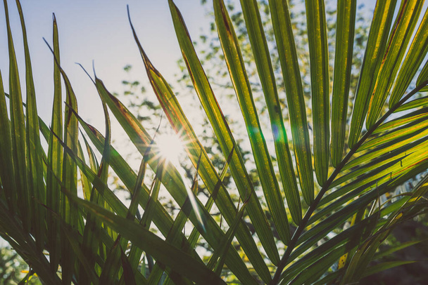 primer plano de Majesty palm frond (Ravenea rivularis) al aire libre en el soleado patio trasero con destello solar disparado a poca profundidad de campo - Foto, imagen