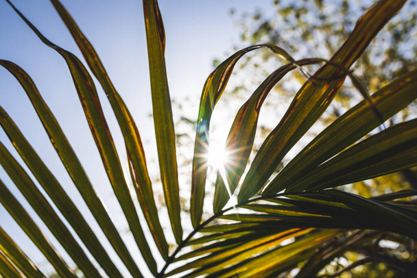 close-up of Majesty palm frond (Ravenea rivularis) outdoor in sunny backyard with sun flare shot at shallow depth of field - Foto, imagen