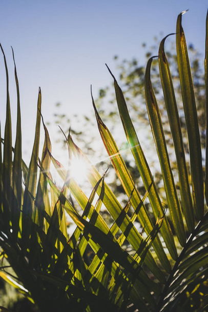close-up of Majesty palm frond (Ravenea rivularis) outdoor in sunny backyard with sun flare shot at shallow depth of field - Photo, image