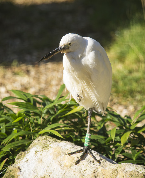 Great white egret - Foto, afbeelding