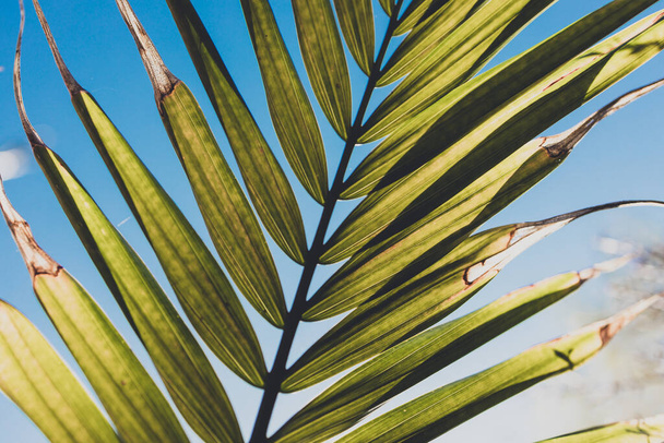 close-up of Majesty palm frond (Ravenea rivularis) glowing in the sunlight outdoor in sunny backyard shot at shallow depth of field - Photo, image
