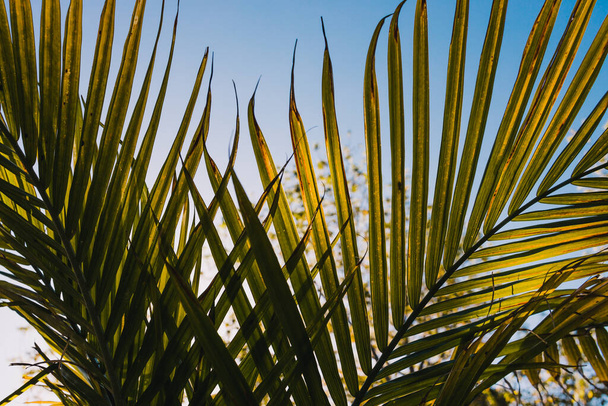 close-up of Majesty palm frond (Ravenea rivularis) glowing in the sunlight outdoor in sunny backyard shot at shallow depth of field - Φωτογραφία, εικόνα