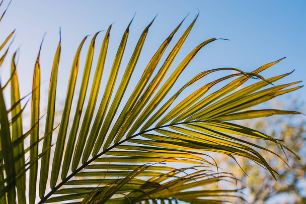 close-up of Majesty palm frond (Ravenea rivularis) glowing in the sunlight outdoor in sunny backyard shot at shallow depth of field - Valokuva, kuva