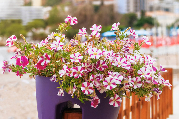 Violet flowers in flower pots on veranda of summer cafe. Petunia decorate summer terrace of restaurant. Sunshine. - Photo, image