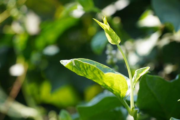 zelené listy rostlin rostoucí venku v létě - Fotografie, Obrázek