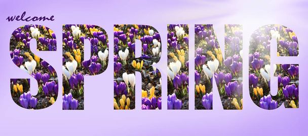 Spring background with letters created of a picture with colorful crocuses in the garden. - Foto, Imagen
