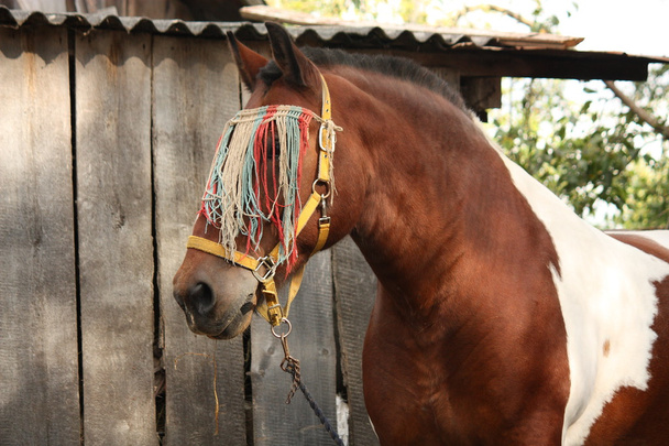 Portrait de cheval de trait letton en été
 - Photo, image