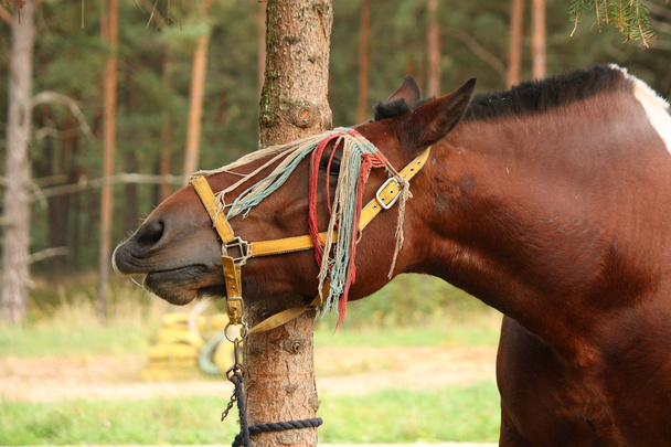 Ritratto di cavallo da tiro lettone in estate
 - Foto, immagini