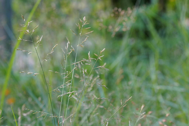 close-up view of green grass and plants, natural background - Fotoğraf, Görsel