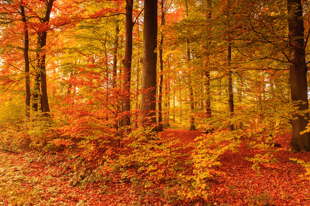 Autumn - Фото, зображення