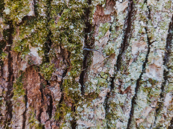 close up of a tree bark - Photo, Image