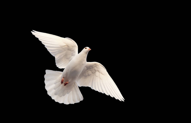 fehér galamb repül a fekete háttér - Fotó, kép