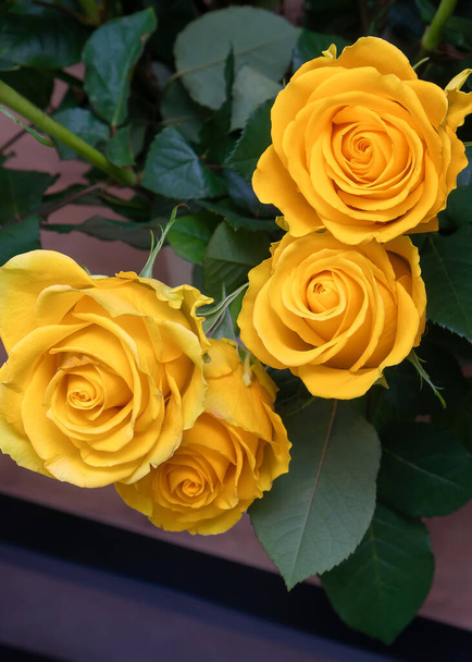 Close-up of beautiful yellow roses with green leaves. Flowers for a holiday, rose flower background. Vertical photo - 写真・画像
