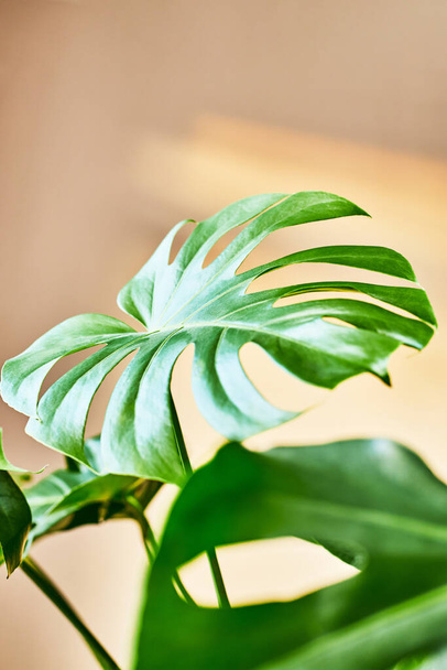 Beautiful monstera leaves. The appearance of a new leaf. Home plants, care and reproduction. Ideal for illustrating an article about potted flowers - Фото, изображение