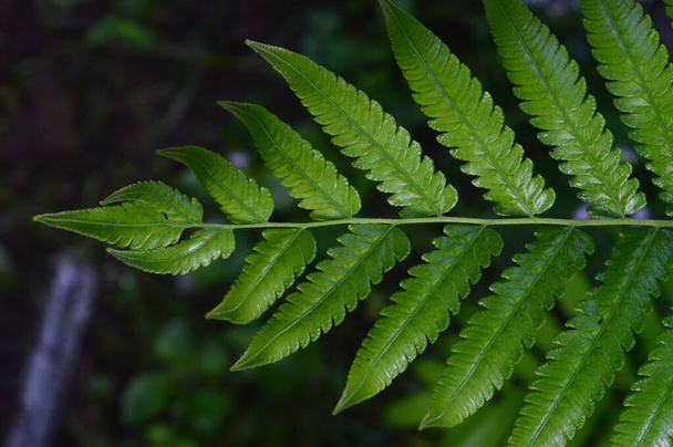 zblízka zelené kapradiny kapradiny listy v zahradě, abstraktní pozadí - Fotografie, Obrázek
