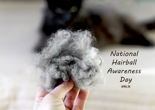 Une grosse boule de laine grise sur fond de chat menteur du Maine Coon. Concept for National Hairball Awareness Day. Le toilettage d'un chat à poils longs empêche les bézoars. Inscription du nom de la fête - Photo, image