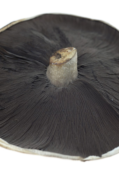 Field Mushroom - Photo, Image